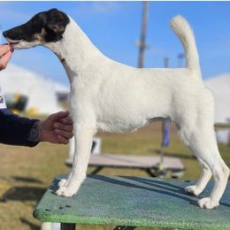 Katniss - Smooth Fox Terrier