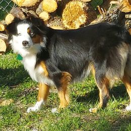 Zucci - Miniature Australian Shepherd