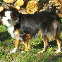 Zucci - Miniature Australian Shepherd