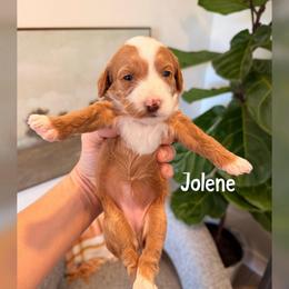 Jolene - Red  female Goldendoodle puppy in Glendale, Arizona from Follow Your Bliss Doodles
