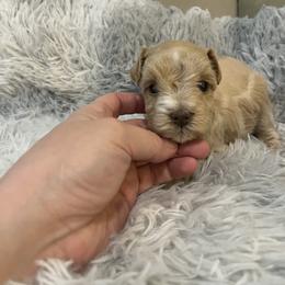 Scarlett - Wheaten female Miniature Schnauzer puppy in Slaughterville, Oklahoma from Priscilla's Miniature Schnauzers