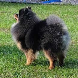 BIANCA - Pomeranian