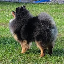 BIANCA - Pomeranian