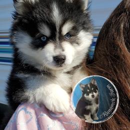 Pomsky Puppies from Runamok Farm