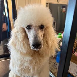 Sparrow - Cream female Poodle puppy in Groveland, Florida from Feathers and Hooves Buckley Farms