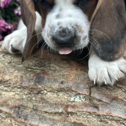 Basset Hound Puppies from Susan's Basset Hounds