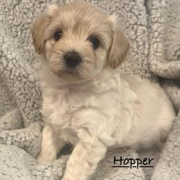 Hopper - Cream male Maltipoo puppy in Traverse City, Michigan from Riyem Wildflower Farms