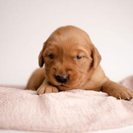 Emmy - Dark golden female Golden Retriever puppy in Buhl, Idaho from Atkinson's Goldens