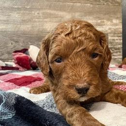 Bella - Red  female Poodle puppy in Osseo, Michigan from Paws in the Country