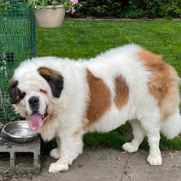 Saint Bernard All Grown Up from Krissie Pilette