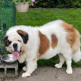 Saint Bernard All Grown Up from Krissie Pilette