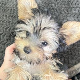 Sirius AKC - Black and gold male Yorkshire Terrier puppy in Bastrop, Texas from Broadway's Little Blessings