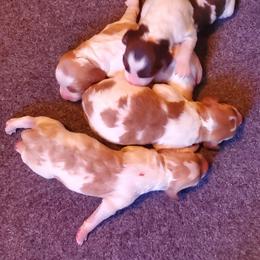 Boy 4 - Orange and white male Brittany puppy in North Hampton, New Hampshire from Birch Spring Brittanys