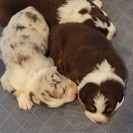 Australian Shepherd Puppies from Shadowood Australian Shepherds