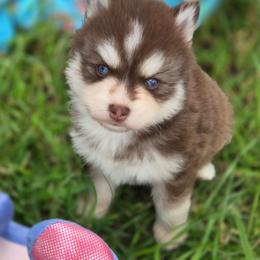 Morris - Chocolate male Pomsky puppy in Mc Callsburg, Iowa from SZ Rolling Acres LLC