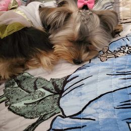 Cardi - Yorkshire Terrier