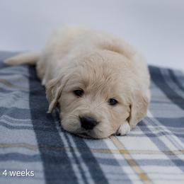 Cinderella - Light golden female Golden Retriever puppy in Lakewood, California from Cloud Nine Kennel