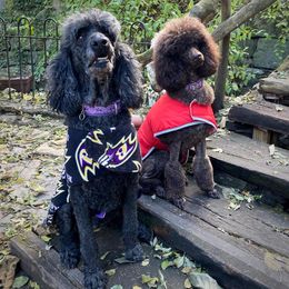 Poodles from Piccolo’s Poodles