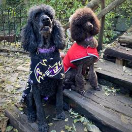 Poodles from Piccolo’s Poodles