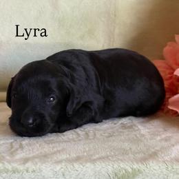 Lyra - Black female Cavapoo puppy in Sun City, Arizona from AZ Cavapoos