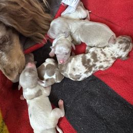 Dachshund puppies from The Weenie Hut Doxies