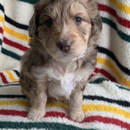Aussiedoodle and Australian Shepherd Puppies from Homestead Aussies & Doodles