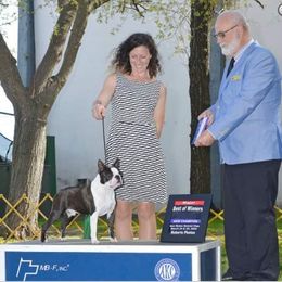 Boston Terrier Puppies from Big Sky Bostons