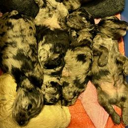 Schnoodle Puppies from Giselle’s Pups: Giant Schnauzer/Standard Poodles