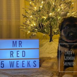 German Shepherd Puppies from Chico's German Shepherds