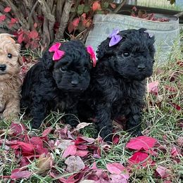 Poodles and Toy Australian Shepherds from McClain Ranch