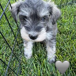 Gray - Salt and pepper female Miniature Schnauzer puppy in Golden Ridge, Montana from Miniature Schnauzers