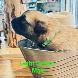 Light Green Collar - Badger male Colorado Mountain Dog puppy in Del Norte, Colorado from FAFO Ranch