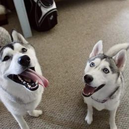 Siberian Husky All Grown Up from Snowangel  Huskies