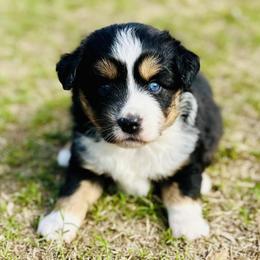 Georgie - Black tri female Miniature Australian Shepherd puppy in Luling, Texas from Little Wood Toy and Mini Aussies