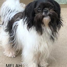 Melah - Mi-Ki