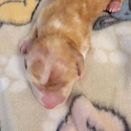 Dachshund Puppies from CLARK'S BREEDING PROGRAM