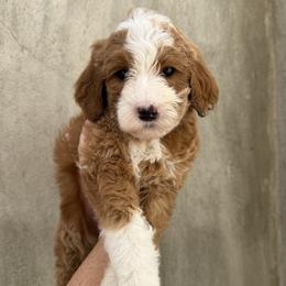Heart - Red  female Goldendoodle puppy in Clinton, Utah from Golden Law Kennels