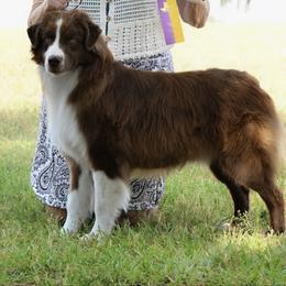JJ - Miniature American Shepherd