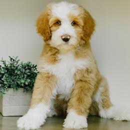 Boy 7 - Red male Bernedoodle puppy in Spanish Fork, Utah from K Brand Doodles