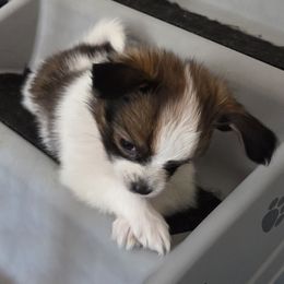 Cerilla - Red white and sable female Papillon puppy in Mountain Home, Arkansas from King's Papillons
