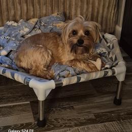 Holly - Yorkshire Terrier