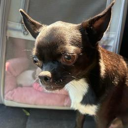 Rosie - Chihuahua