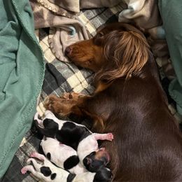 Rheanyse - Dachshund