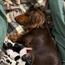 Rheanyse - Dachshund