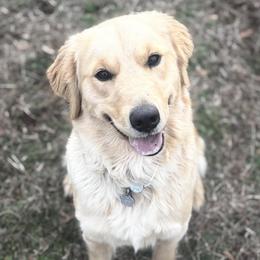 Zara - Golden Retriever