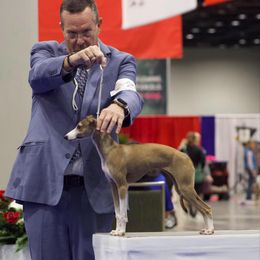 Italian Greyhound Puppies from Integra Italian Greyhounds