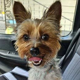 Yorkshire Terriers from Ricketta’s Yorkie Babies