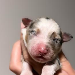 Lyric AKC - Blue merle female Australian Shepherd puppy in Polk City, Florida from Skaky Shepherds