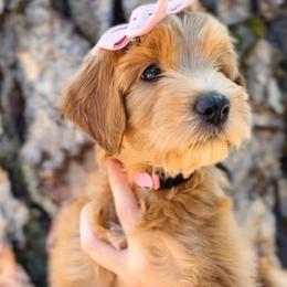 Juniper - Red  female Goldendoodle puppy in Auburn, California from Golden Acre Doodles