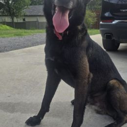 Belgian Malinois from North Texas Working Malinois